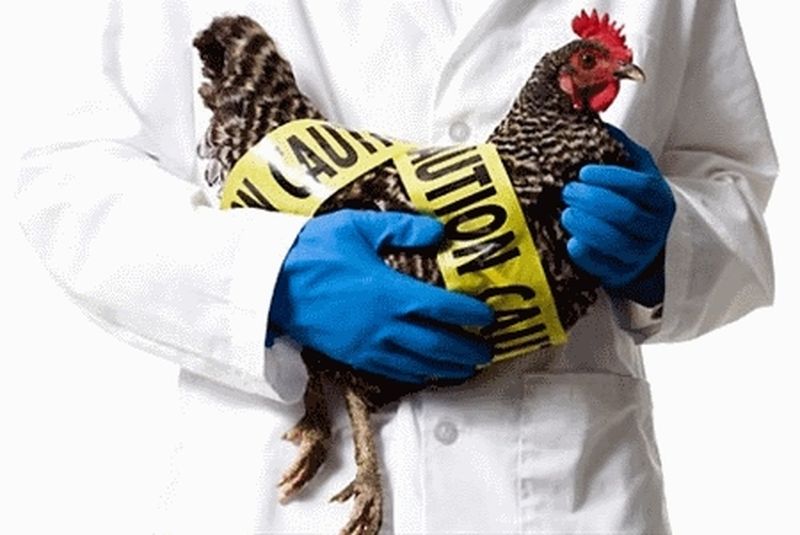 Вы сейчас просматриваете Птичий грипп может добраться из Китая в Россию