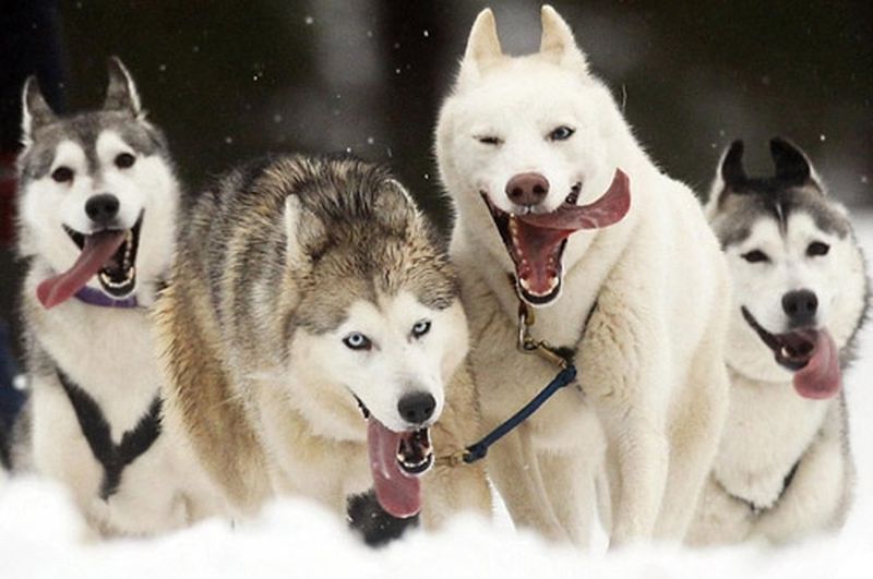 You are currently viewing Рождественские гонки на собачьих упряжках прошли на новогодних каникулах в Самаре