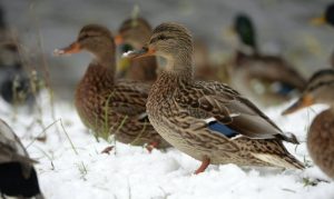 Подробнее о статье В Великобритании обнаружен птичий грипп