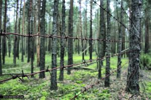 Read more about the article Мэрия опять хочет украсть  у тольяттинцев лес?