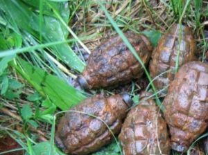 Подробнее о статье В тольяттинском лесу нашли 5 гранат