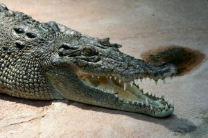 Подробнее о статье Россияне будут питаться крокодильим мясом